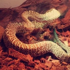 Meet your Posher, Rodney